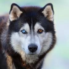 Fun facts about huskies! 
•Huskies were developed we working sled dogs for thousands of years
•Siberian sled dogs were used bu the U.S. Army during WW2 as search and rescue
•Siberian huskies can handle up to -75° Fahrenheit  
<a href="/Siberiian/">Siberian Husky</a> <a href="/dog_feelings/">Thoughts of Dog</a> 
#SledDogs #DogsAreLit