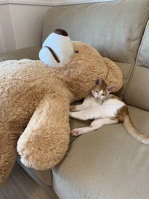 Twitterのコスプレ画像1