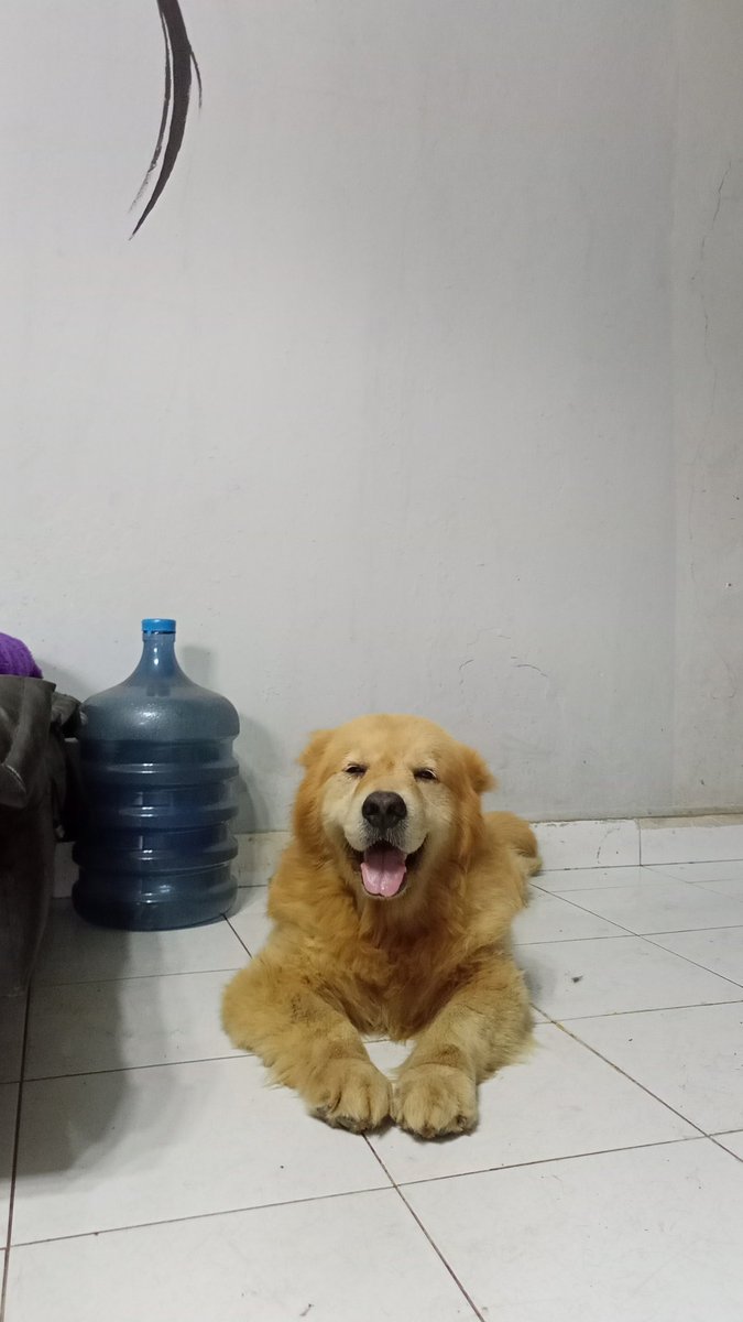 Seharian di ambekin Krn boneka sapinya nyaris putus palanya, terpaksa jam segini ngejaitin sambil ditungguin....