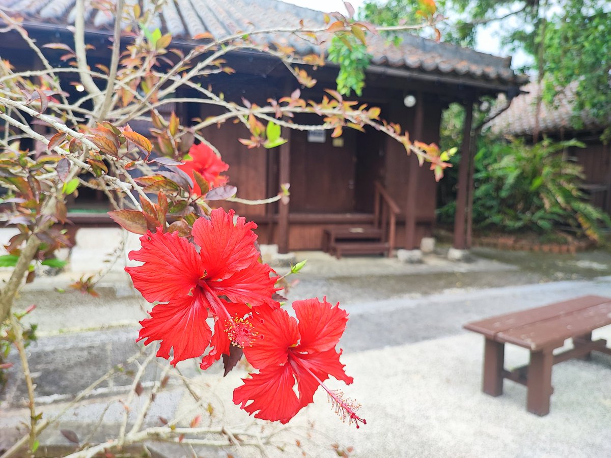yahtrans's tweet photo. 大きいハイビスカスが咲いてました🌺

#ハイビスカス
#沖縄
#古民家 https://t.co/83giWHvWNN