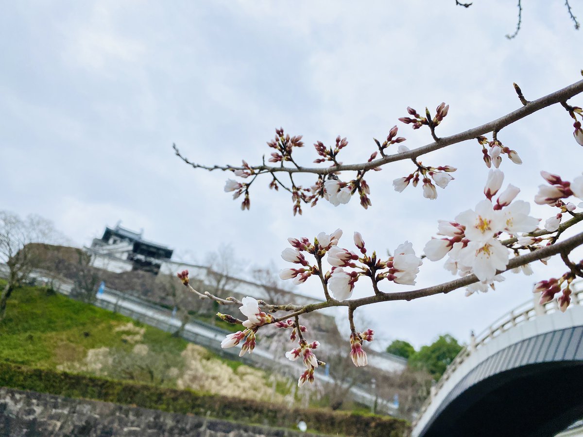 mitsuhidehiroko's tweet photo. 福知山城の桜が咲き始めました🌸

登城坂のソメイヨシノはまだ���

これから徐々に福知山開花していきます✨ https://t.co/uarEypypms