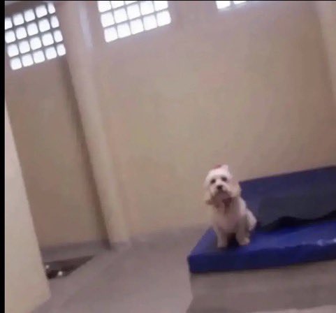ayeejuju's tweet photo. tf did the dog do https://t.co/enyOlYK5ZZ