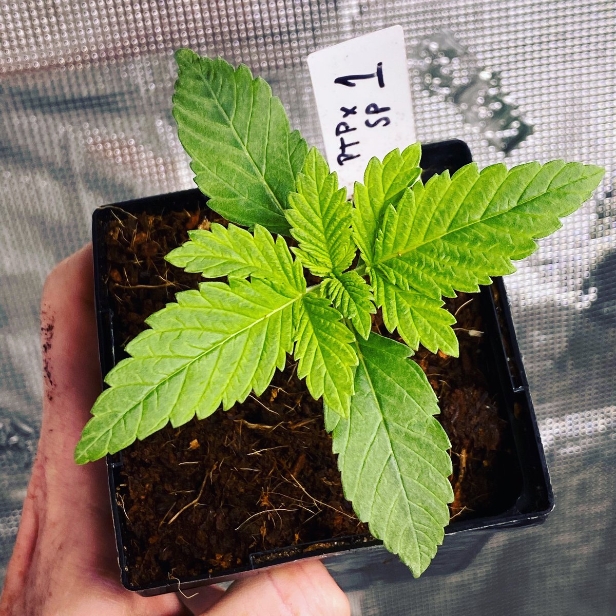 cannabenoid's tweet photo. {New Shoes ๐ } for this yet-to-be-named new flavor ๐
๐ค for a ๐.
#babies #newflavors #hobby #dutyfree #hashhunt #hobbyhash #PoonTangPiexSourPapaya https://t.co/jA6PSTYyuN