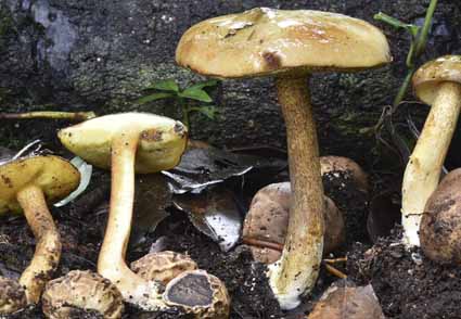 Phytotaxa's tweet photo. Pseudoboletus silvaticus (#Boletaceae, #Basidiomycota), a #newspecies from #Mexico
#Taxonomy 
https://t.co/xNYu6jzhes https://t.co/RJSfe5VnWF