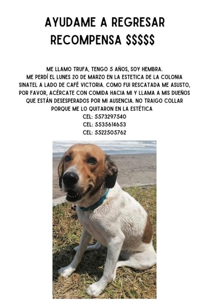 MorganaleFay_'s tweet photo. Oigan ayúdennos a localizarla 🥺🥺🥺🥺
@MascotaCoyoacan @mascotasdifunde @MascotasSismo @PrrosPerdidosMX @Entrepyg @vecinoscoy @GuiaCoyoacan https://t.co/MQBlTB4lvY