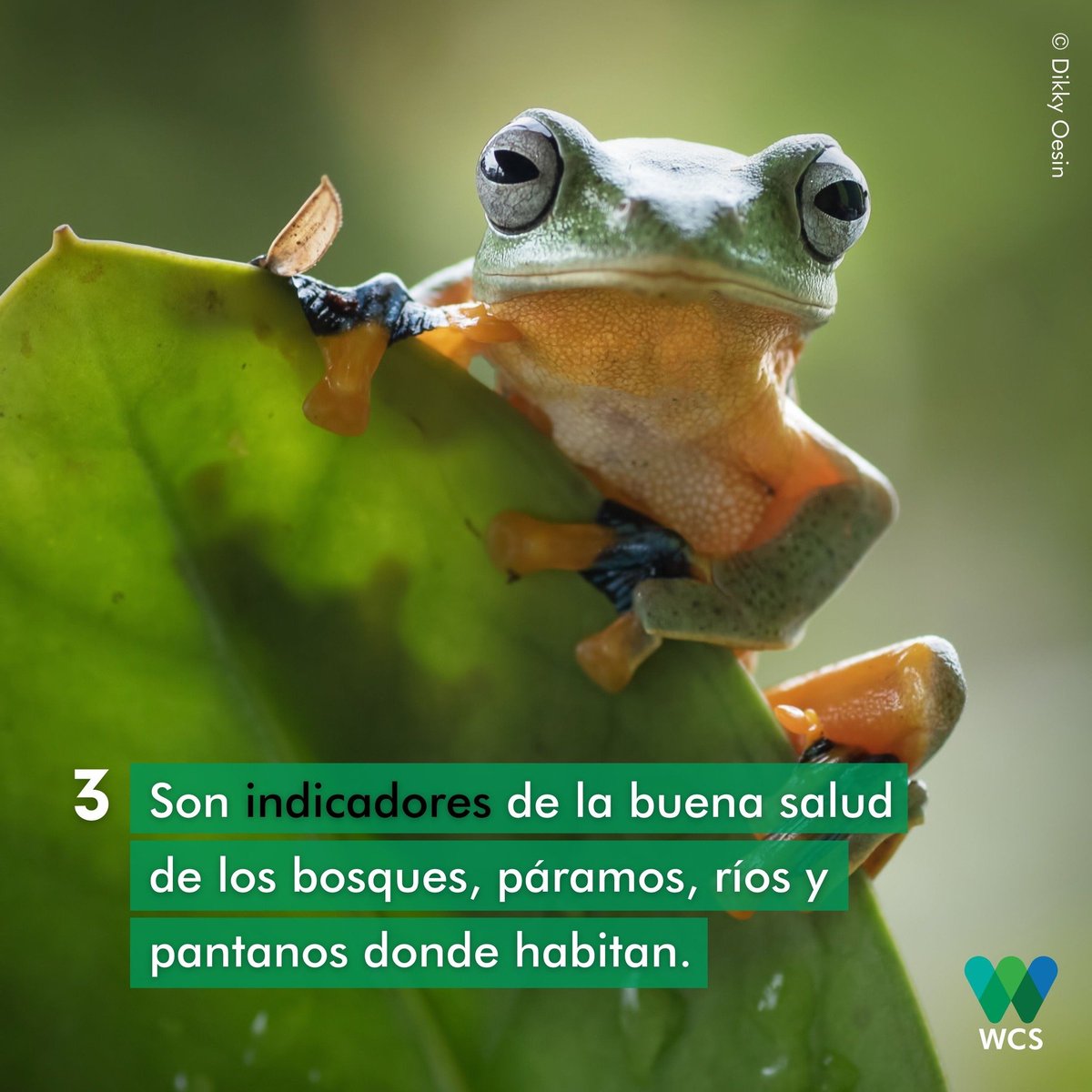 #DíaMundialdelasRanas 🐸 | ¿Sabías que #Ecuador 🇪🇨 ocupa el primer lugar de abundancia de #Ranas y #Sapos por unidad de superficie? Sí, nuestro país es una de las regiones del planeta 🌎 que más especies de #Ranas por km cuadrado alberga. 💚
¡Te invitamos a cuidarlas! 🐾👇
🖐💚💙