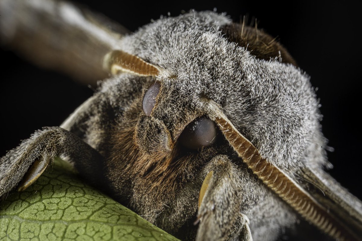 Jonumlor's tweet photo. Using photography and curiosity to engage students with critters found on campus. Can you name this critter?? @MissionVistaHS @EducationSTEM https://t.co/bWlU6P0pvv