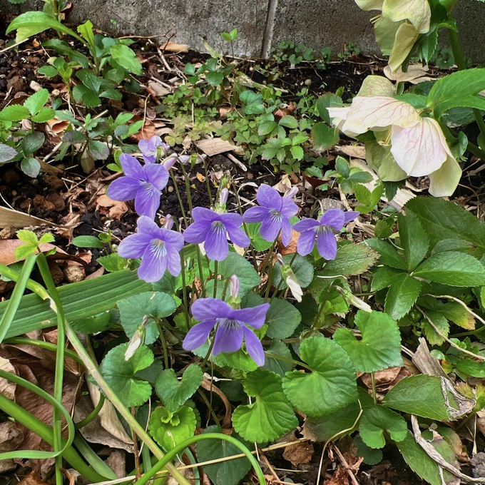 雑草から移植してきたすみれも咲いてるし荒れてる庭でも春は頑張ってくれてる。 