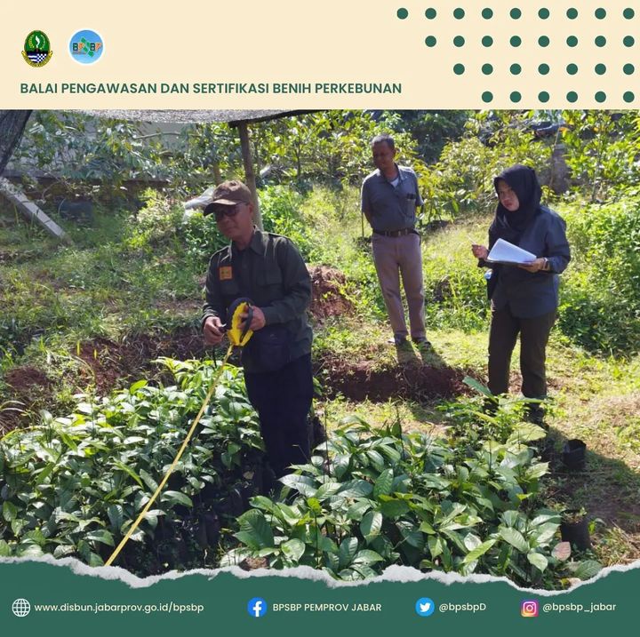 BpsbpD's tweet photo. Selamat Pagi #wargibun π±π
Pada kesempatan kali ini, Tim PBT melakukan kegiatan Sertifikasi Siap Tanam Benih Pala Varietas Nurpakuan Agribun milik CV. Lembur Kuring di Kab. Sumedang.
#bpsbp #bpsbpjabar #disbun #disunjabar #benih #benihpala #perkebunjaya #humasdisbun https://t.co/no57R34iFW