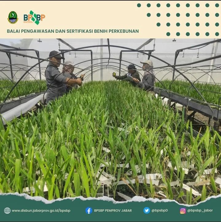 BpsbpD's tweet photo. Selamat Pagi #wargibun π±π
Di kegiatan hari ini, Tim PBT melakukan Sertifikasi Benih Kelapa Sawit Dalam bentuk ramet pasca aklimatisasi nih #wargibun π€
Kegiatan ini dilaksanakan di Kota Bogor pada Jumat tanggal 17 Maret 2023.
#bpsbp #bpsbpjabar #disbun #disunjabar #kelapasawit https://t.co/dkRoE7kz2J
