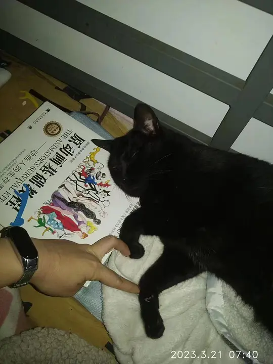 Zoedt1985's tweet photo. 小猫猫没睡醒但小猫猫爱你 https://t.co/nesXyMDpTg