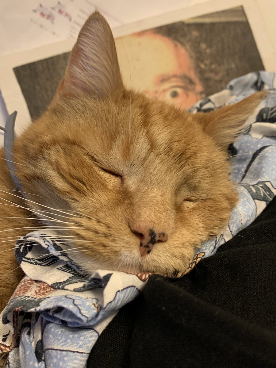Old man Tippy makes working from home the best, even if it is a chunk of my night.
