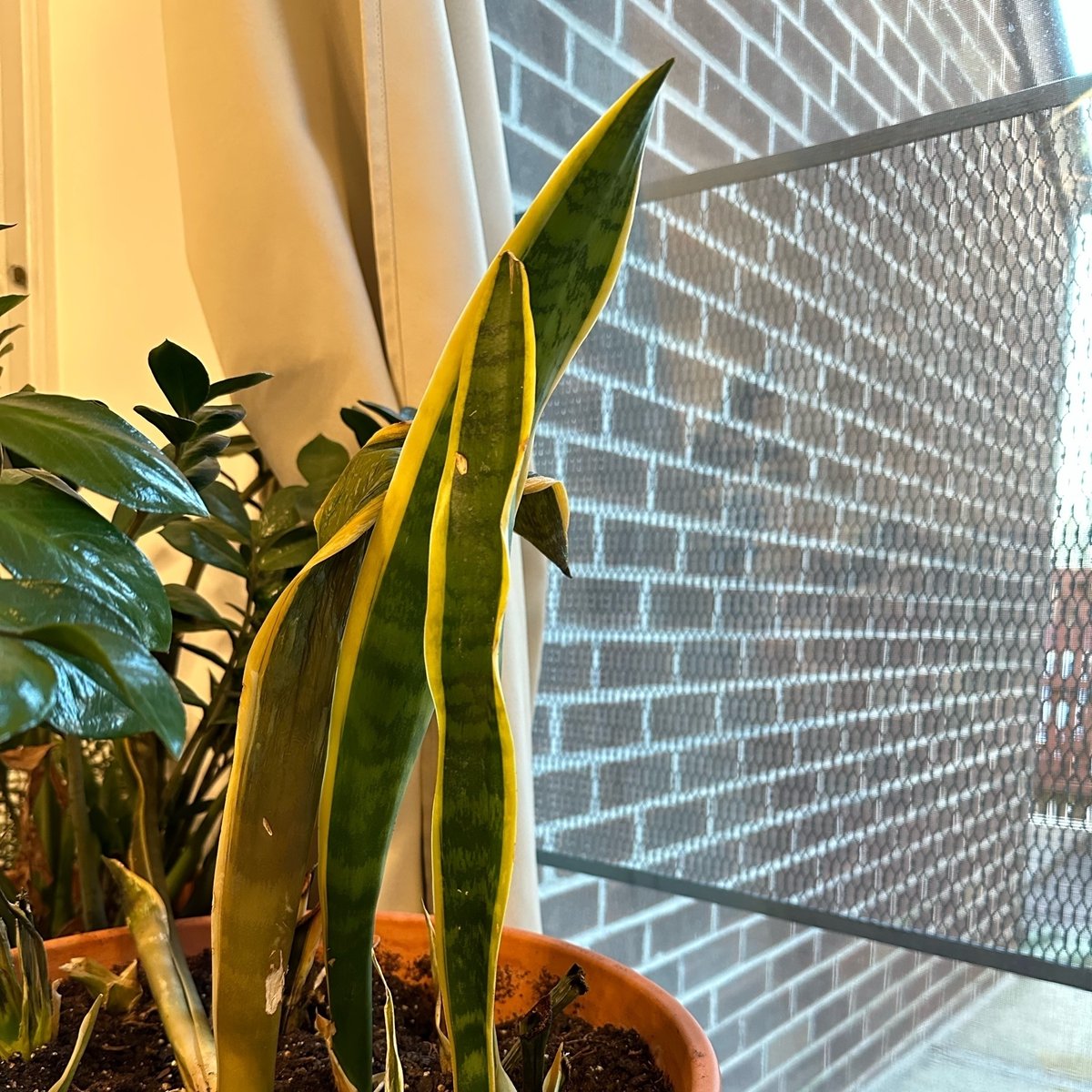jafish's tweet photo. Day 20 of the https://t.co/iVUA0k62Ch March Photoblogging challenge,  houseplant, parts thriving, parts barely hangin’ on. https://t.co/j4GPX7EQ4a https://t.co/un25RtaJDL