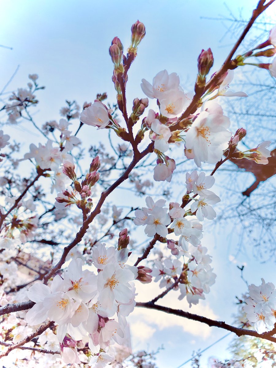 no humans flower branch sky blue sky outdoors day  illustration images