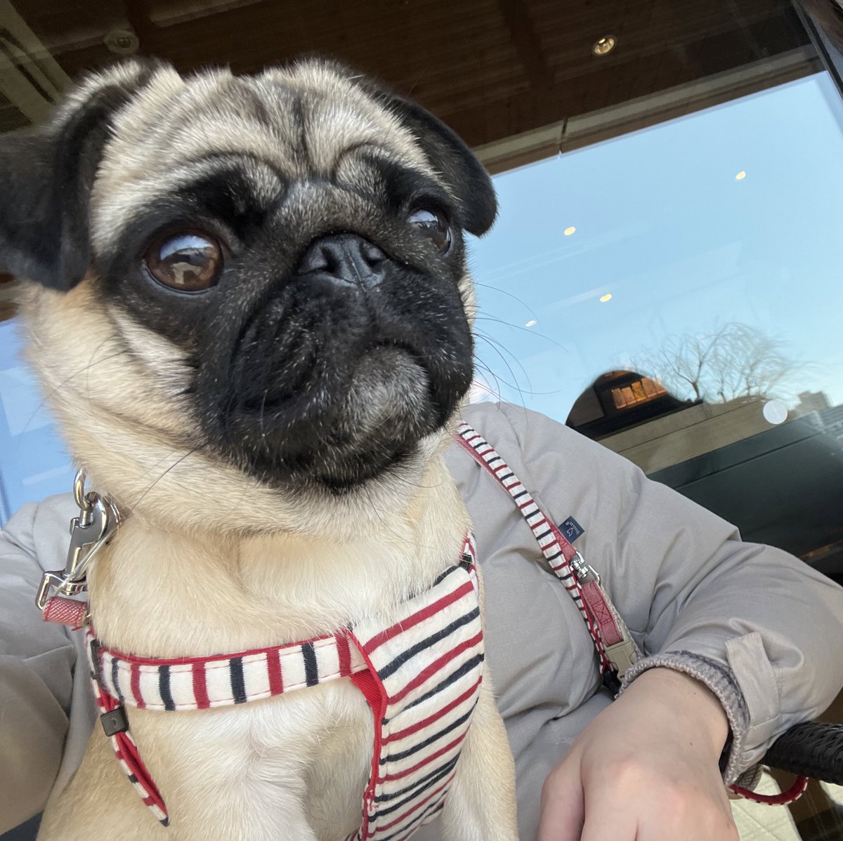 パグのグーちゃん (@Pug_Gu) / Posts / X