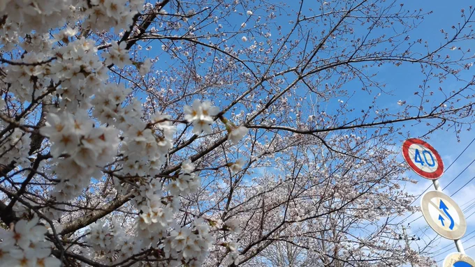埼玉県北部はまだ二分咲きくらいかなぁ写真みたいに五分くらい咲いてるのもあったけど 
