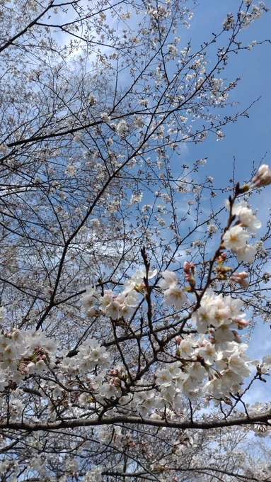 埼玉県北部はまだ二分咲きくらいかなぁ写真みたいに五分くらい咲いてるのもあったけど 