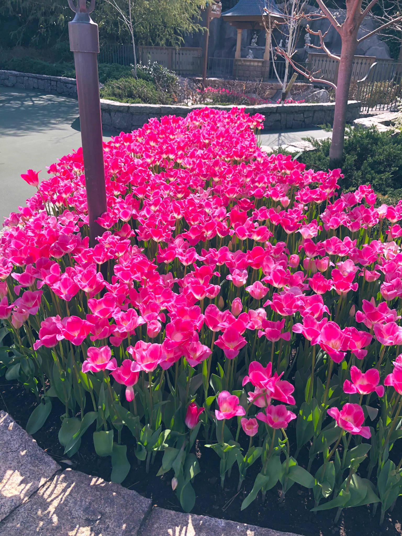 ここのチューリップ凄い綺麗で可愛くて私も写真撮った。
まじであたおか親はディズニー行くなって。  