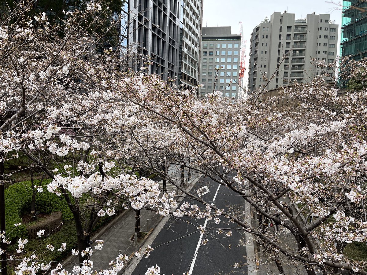 今朝は少し早起きして
お客様にオススメされた霊南坂の桜を観てきました
満開ではなかったですが
とても綺麗でした
ただ霊南坂が急坂で
けっこう足にきましたね
皆さまも
お花見で足が疲れたら
ぜひ当店へお越しください

本日も21時まで営業しています^_^ 