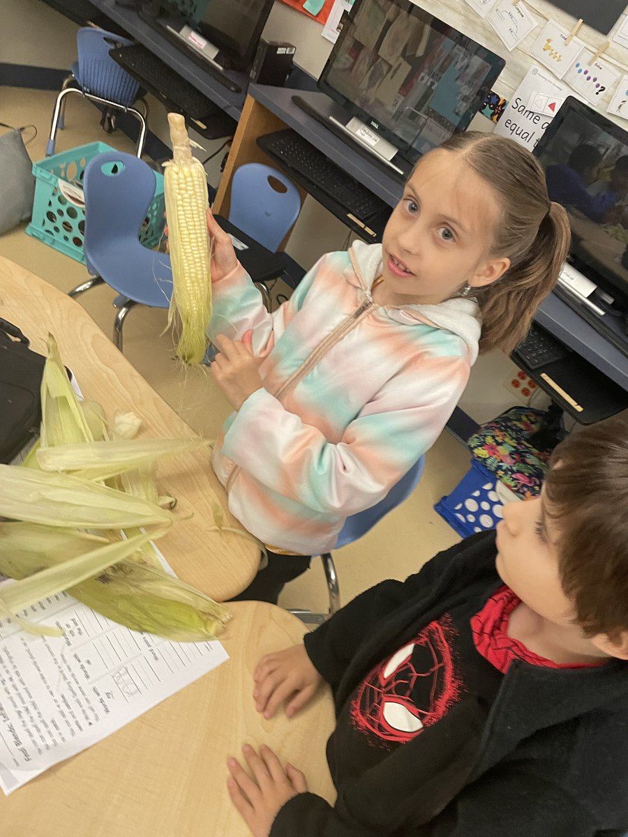 How “corn”y can you get? Today we shucked corn, as we merged reading, writing, math and science into our learning. Most had never taken the shucks off an ear of corn or felt the corn silk. #cisdbettertogether #avcato