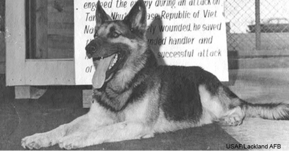 Showsight's tweet image. Meet Nemo! This amazing dog served as a combat tracker in the Vietnam War and saved countless lives by detecting hidden traps and mines.🐾

◾Enjoy the Article: bit.ly/3LDJYdz

#germanshepherdnemo #germanshepherd #militarydog #purebred #showsightmag