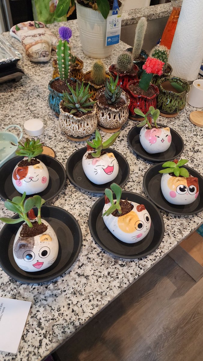 ExoticatPrinces's tweet photo. @NewSirJames @XtinaJay Cat cacti? https://t.co/AtKRNDgsZb