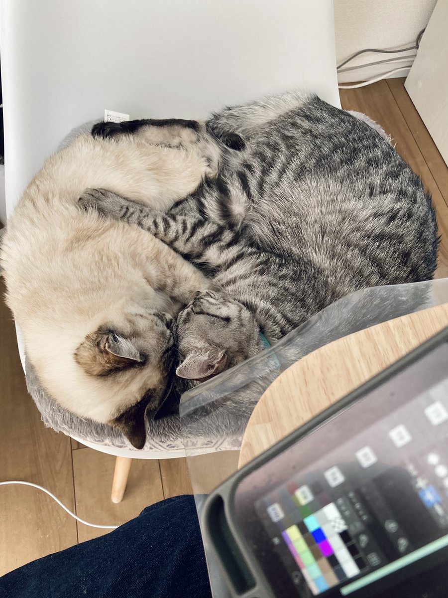 mina28k's tweet photo. しごとちゅう ふと横見ると 猫がかわいい #ホタテとニビ #猫のいる暮らし 
癒し… https://t.co/mtCxdShWJQ