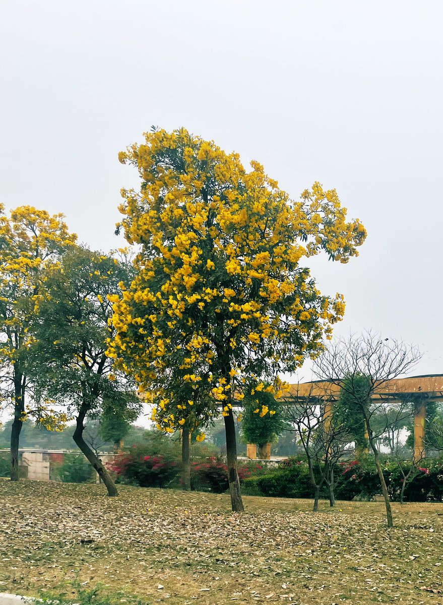 Dressed for #Spring yellow tabebuia #flowers 🌳 showing their exuberance & they do attract beautiful #birds #NatureTuesday #IndiAves #NatureBeauty #naturelovers #TwitterNatureCommunity #shotoniphone #dailypic #ThePhotoHour #thicktrunktuesday #flowerlover #TreeTrunkTuesday