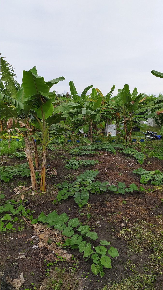 AHOrganicFarm's tweet photo. Very happy organic good morning to all farmers. 💚🌱

Pumpkin 🎃
Bananas 🍌

#GrowwithOoredoo
#GrowYourOwnFood
#Sustainability https://t.co/yB96X0TDzU