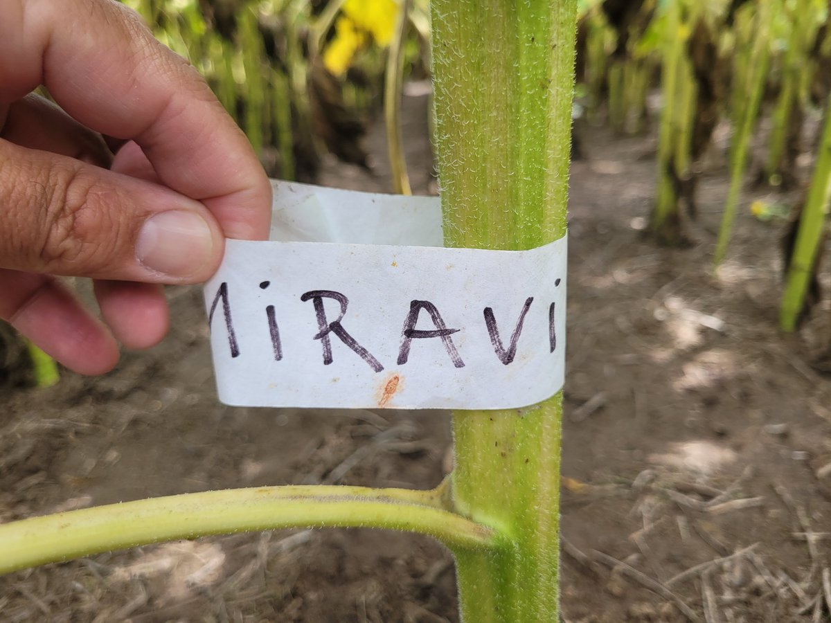 También en fecha de siembra tardía!! Veremos los resultados a campo, pero como siempre se marcan las diferencias muy notorias para el control de enf en girasol!! Oeste de Bs.As. 
<a href="/OdSagro/">Ojos del Salado</a> protección!! @FerMurilloST <a href="/Syngenta_ar/">Syngenta Argentina</a> <a href="/lucas_ratto/">Lucas Ratto</a>