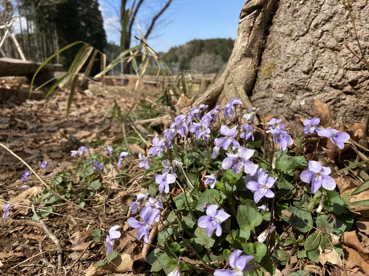 beefarm_38's tweet photo. こんにちは！
本日は春分🌸🌸
本日からは、春ですね！！🍯🐝✨

花の季節を迎えたみつばち牧場は

🌼🍯本日営業しております🍯🌼

みつばちの森の木の根元を見てみると、スミレの花が咲いてました( *´艸`)

菜の花ももうすぐ見頃を迎えます🌼*･
ぜひ遊びに来てくださいね！ヾ(*´∀｀*)ﾉ✨ https://t.co/MCdof7XJXP