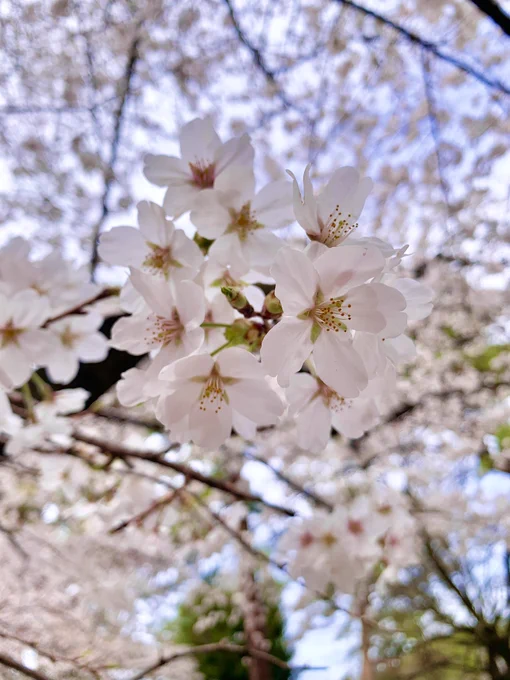 朝から桜見に行ってる 
