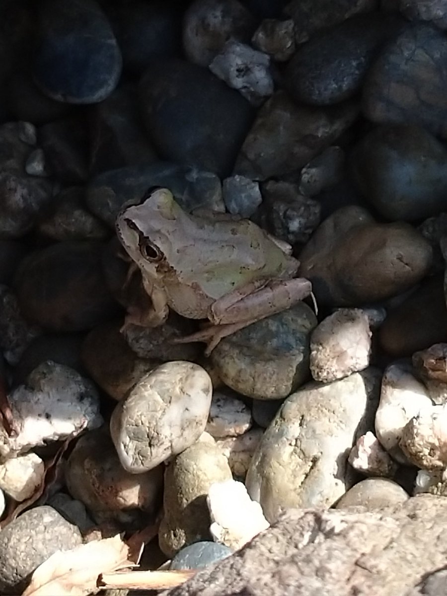 Lot415's tweet image. 昨日、どことなく凛々しく見えるアマガエルに出会いました。#アマガエル