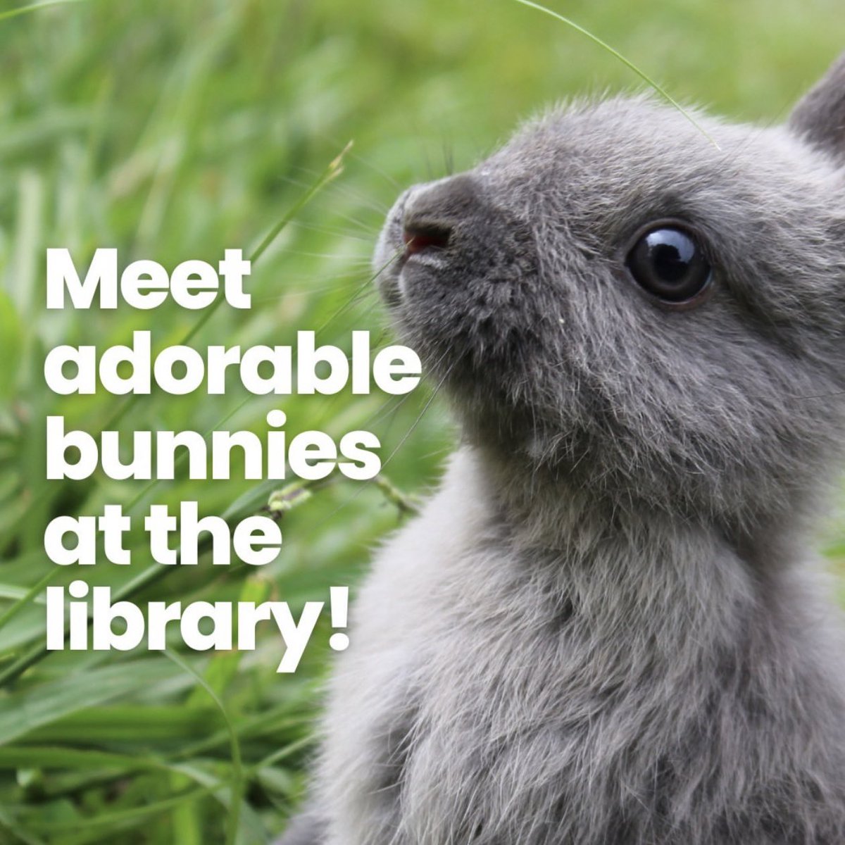 My ❤️ is kvelling: partnerships make solutions possible! Our next event between <a href="/sanjoselibrary/">San Jose Public Library</a> and <a href="/sanjoseanimals/">San José Animal Care</a> is tomorrow: March 21, 11AM at the Berryessa Branch Library. Adopt a bunny 🐰 and get lots of free bunny books 📚!  sjpl.bibliocommons.com/events/63fe6f4…