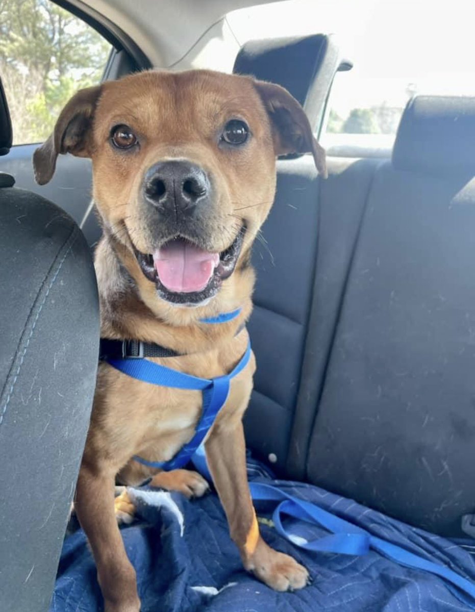 reddogsusie's tweet photo. #TN #MEMPHIS
🆘FINAL PLEA🆘 Nubbz 2yo boy HW+ WELFARE CONFISCATION A v.sweet dog who did great on #FosterfieldTrip Adores ppl-loves affection-good in playgroups
🆘MUST EXIT 3/23-DIES 3/24🆘
Pls 🔹Adopt🔹Pledge🔹Foster
🔹Rescue #MASA21158
https://t.co/8ZEuBO8l7L https://t.co/FTWZVS7APH