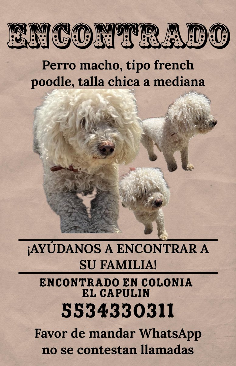 PrrosPerdidosMX's tweet photo. #Encontrado 13 m arzo 23 en la colonia #Capulin, #ÁlvaroObregón, #CDMX. https://t.co/5djxyEL9SS