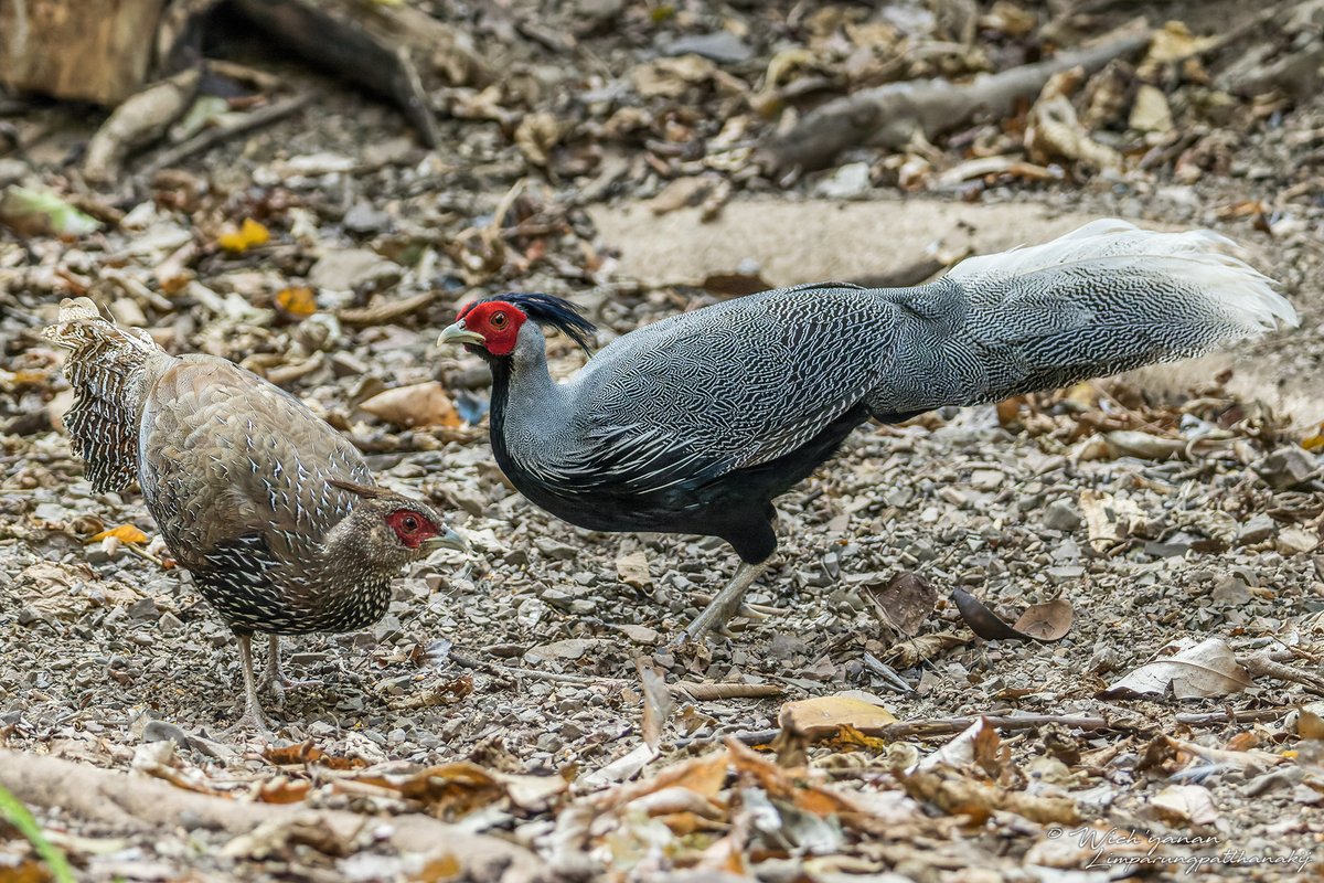 jayshrike's tweet photo. There are a total of 6 forest-dwelling Galliform species visiting stakeouts surrounding Kaeng Krachan. 4 out of 6 performed well in one afternoon last weekend. None of these could be 100% guaranteed. Even the most numerous among them, Red Junglefowl, could occasionally be absent. https://t.co/7aBQ8YbRaj