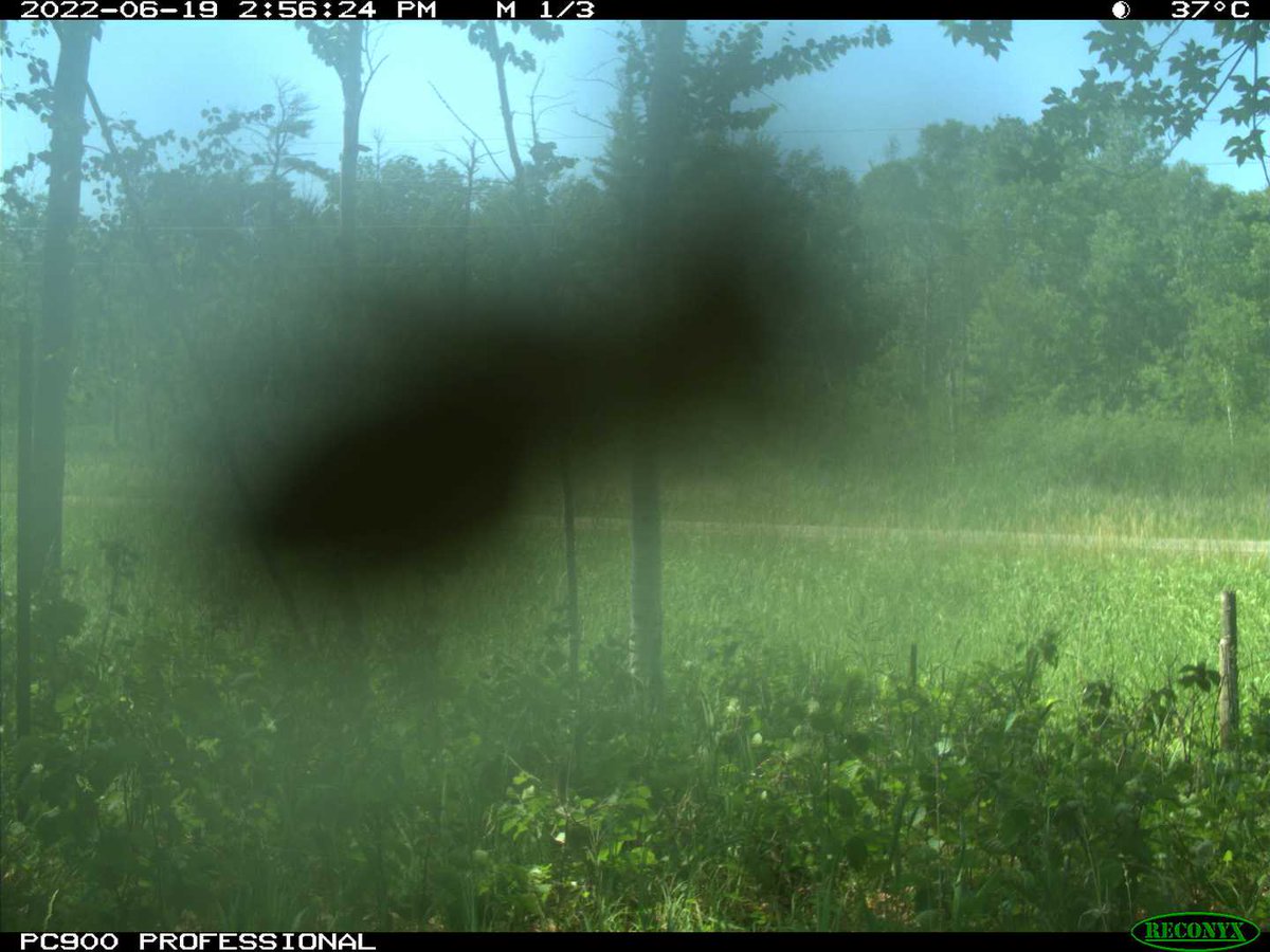 Eyes On The Wild Pictures (@eyesonwild_pics) on Twitter photo 