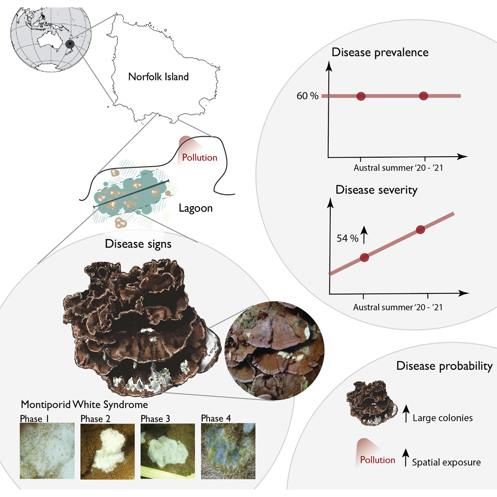 A disease event comparable to some of the most severe coral disease outbreaks recorded to date at an island in the South Pacific.

Our most recent work at Norfolk Island is out now in <a href="/iScience_CP/">iScience journal</a>. 

shorturl.at/oDLQT

<a href="/CoralTrace/">Dr Tracy Ainsworth A/Prof. @UNSW Science</a> <a href="/BillLeggat1/">Bill Leggat</a> <a href="/SuEgan4/">Suhelen Egan</a> 

A thread, 1/4