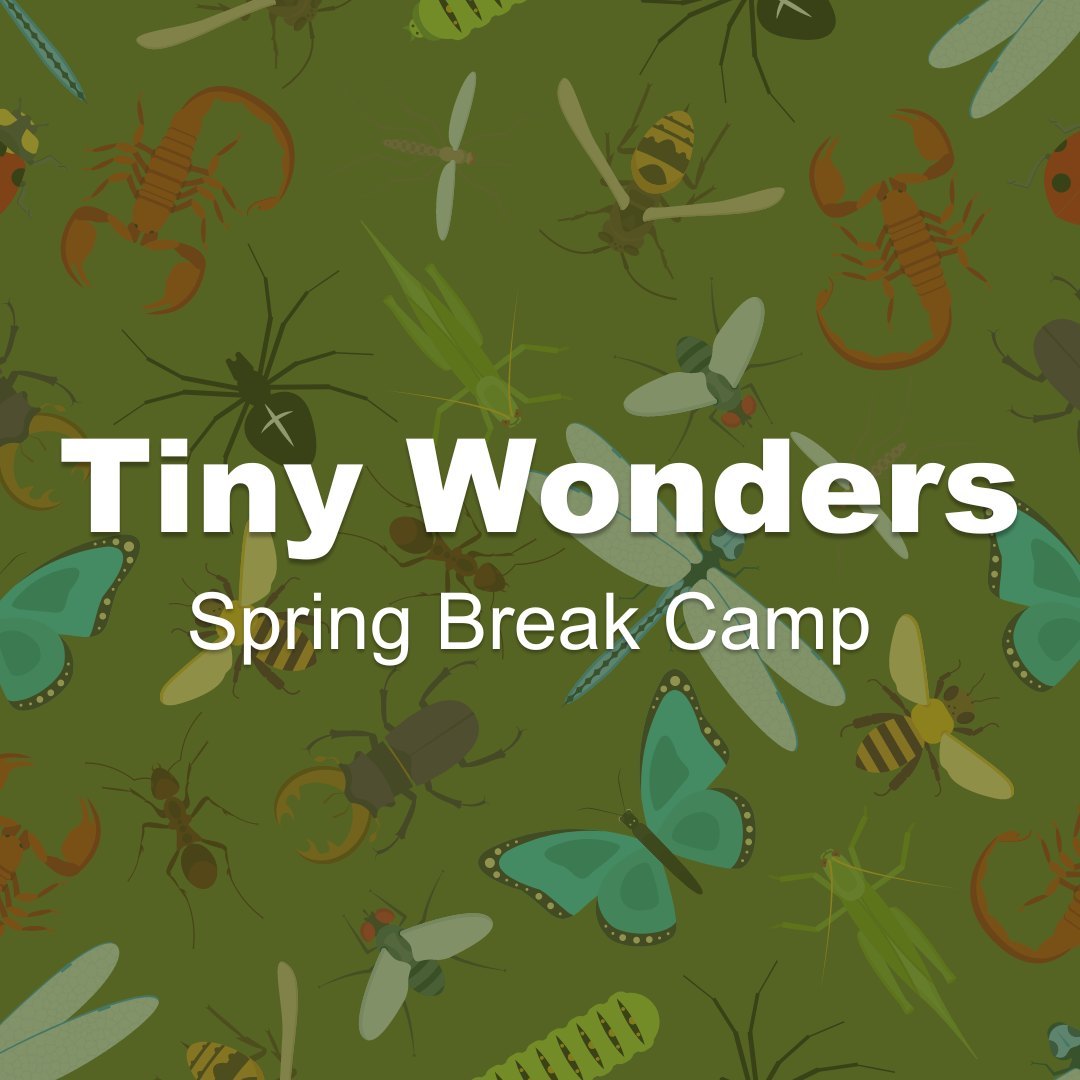 City_of_SLO's tweet photo. Spring is in the air! Enroll your kids now and get ready for a week of fun with SLO Parks & Recreation Spring Break Camps (March 27 – 31, 2023)! 🌷🌸🌺
Register at https://t.co/W1gHb0zB2D.
#SLOParksandRec #SLOCity #SLO https://t.co/1m5R3hlbBi