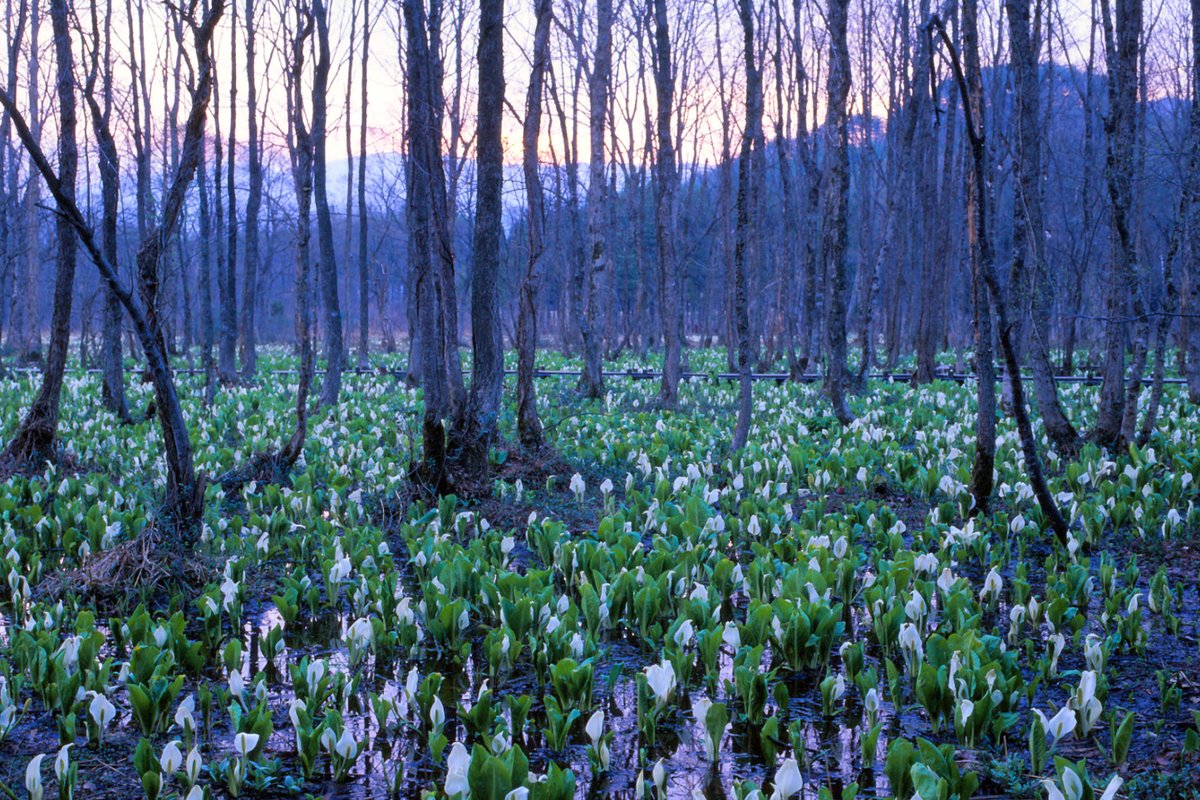 kakunodatekanko's tweet photo. 「あきた花紀行」
仙北市に春を告げる花々、
『田沢湖刺巻湿原のミズバショウ』
『西木町八津・鎌足のカタクリ群生地』
『角館町武家屋敷通りのシダレザクラ』
『角館町桧木内川堤のソメイヨシノ』
それぞれの花の様子を随時更新してお届けします。
▶https://t.co/jarSHEMDNy

※画像はイメージです。 https://t.co/mxeHJeFOyj