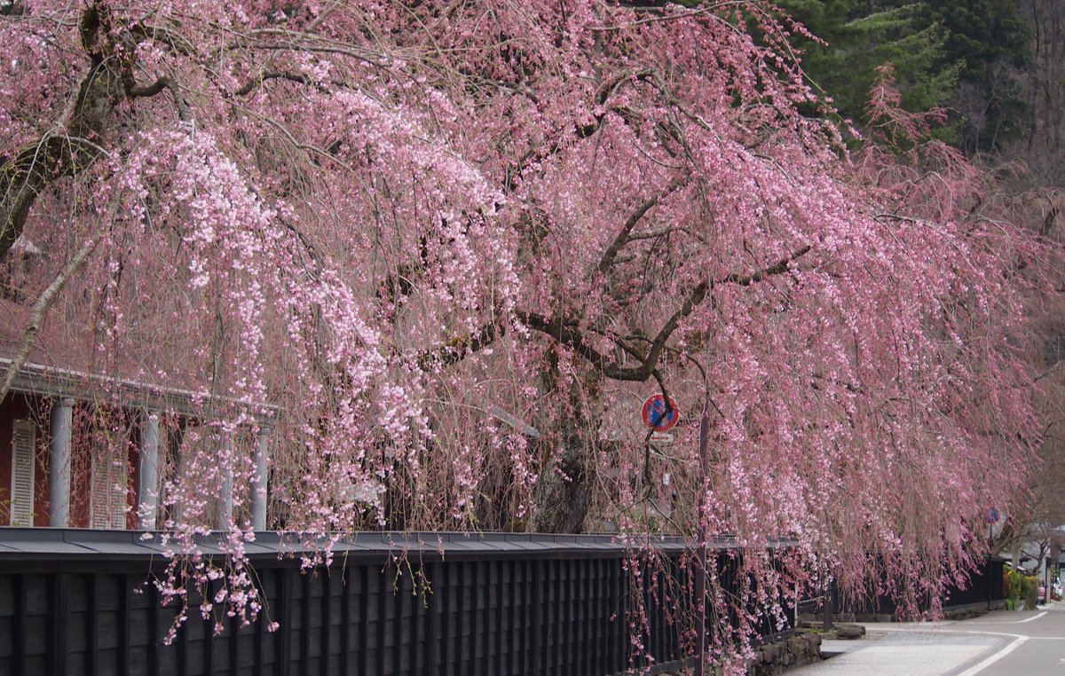 kakunodatekanko's tweet photo. 「あきた花紀行」
仙北市に春を告げる花々、
『田沢湖刺巻湿原のミズバショウ』
『西木町八津・鎌足のカタクリ群生地』
『角館町武家屋敷通りのシダレザクラ』
『角館町桧木内川堤のソメイヨシノ』
それぞれの花の様子を随時更新してお届けします。
▶https://t.co/jarSHEMDNy

※画像はイメージです。 https://t.co/mxeHJeFOyj