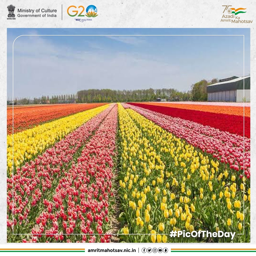 AmritMahotsav's tweet image. ...coz it's got to be spring somewhere 
📍Tulip Garden, Kashmir 

#AmritMahotsav #PicOfTheDay📸 #IncredibleIndia #MainBharatHoon 

IC: @sompura_preeti