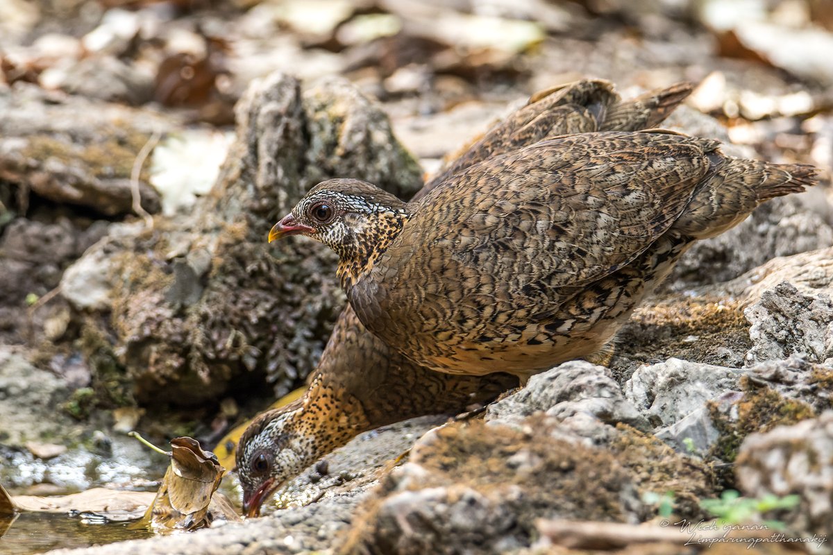 jayshrike's tweet photo. There are a total of 6 forest-dwelling Galliform species visiting stakeouts surrounding Kaeng Krachan. 4 out of 6 performed well in one afternoon last weekend. None of these could be 100% guaranteed. Even the most numerous among them, Red Junglefowl, could occasionally be absent. https://t.co/7aBQ8YbRaj