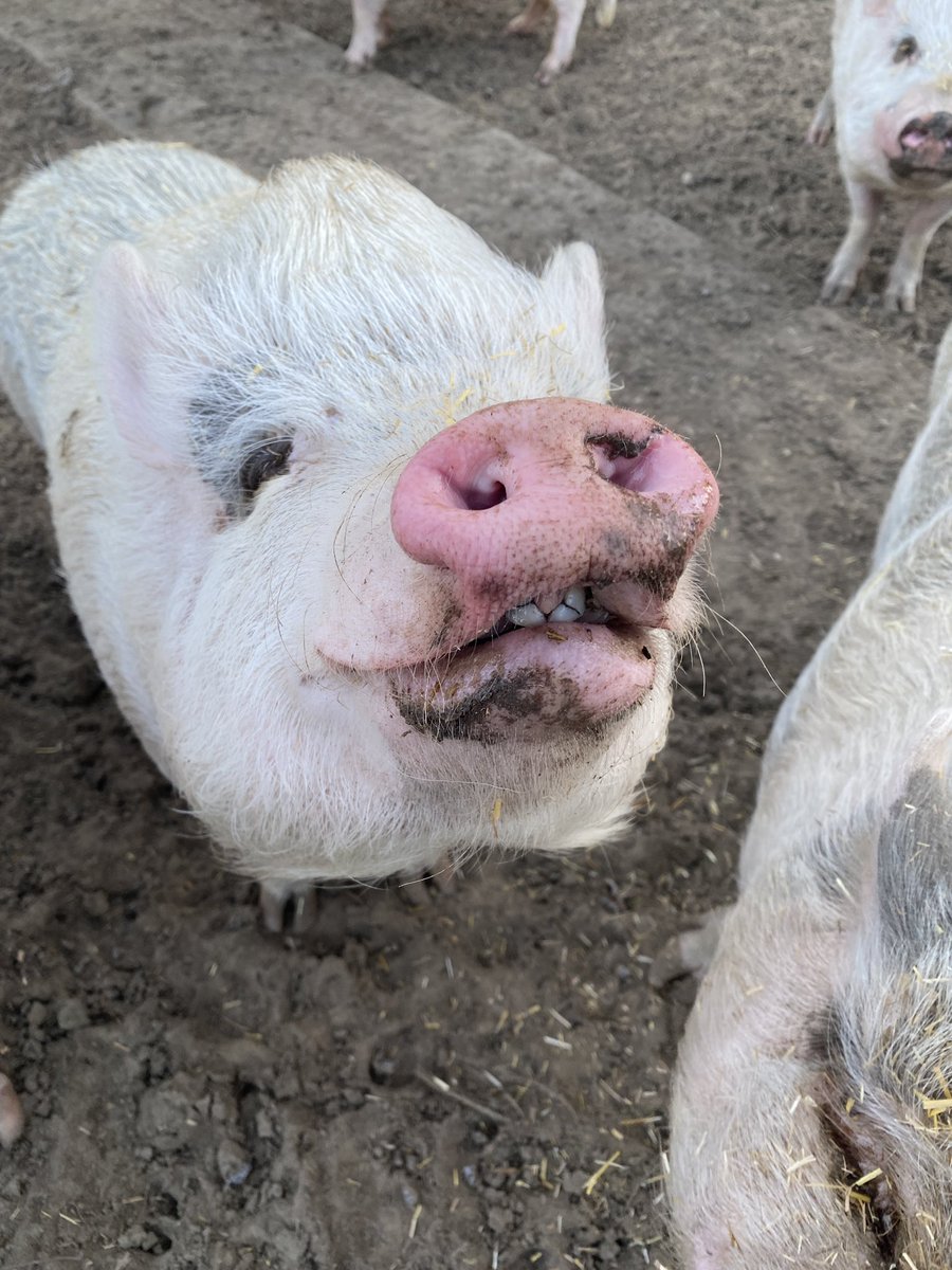 Happy First Day of mud season…I mean…Spring! From all the piggles! 🌸🐷🐽💕 

Now if it would just get warm!! 

#minipigs #animalrescue #animalsanctuary #rescuelife #springhassprung #stillcold #PureMichigan #pigmom #friendsnotfood #thislittlepiggystayedhome #oink