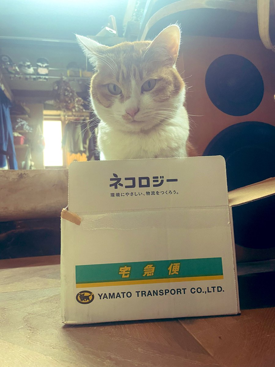 micarotto's tweet photo. 全国の猫飼いさんち
あるあるだろう
ヤマト運輸
#ネコロジーボックス猫 https://t.co/rK8cm225j9
