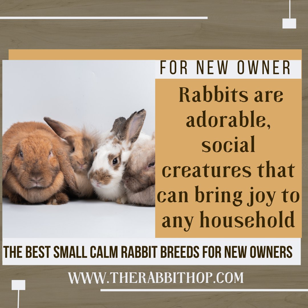Hop1Rabbit's tweet photo. Adopting a calm small rabbit can make all the difference in the world when learning how to be a responsible pet owner!
Here’s where you can learn more. https://t.co/oxD187ihVH
#SmallRabbitBreeds #bunnytips #rabbitrylove #rabbitry #rabbitrylife #bunnyrabbitry https://t.co/I0aFY0s249