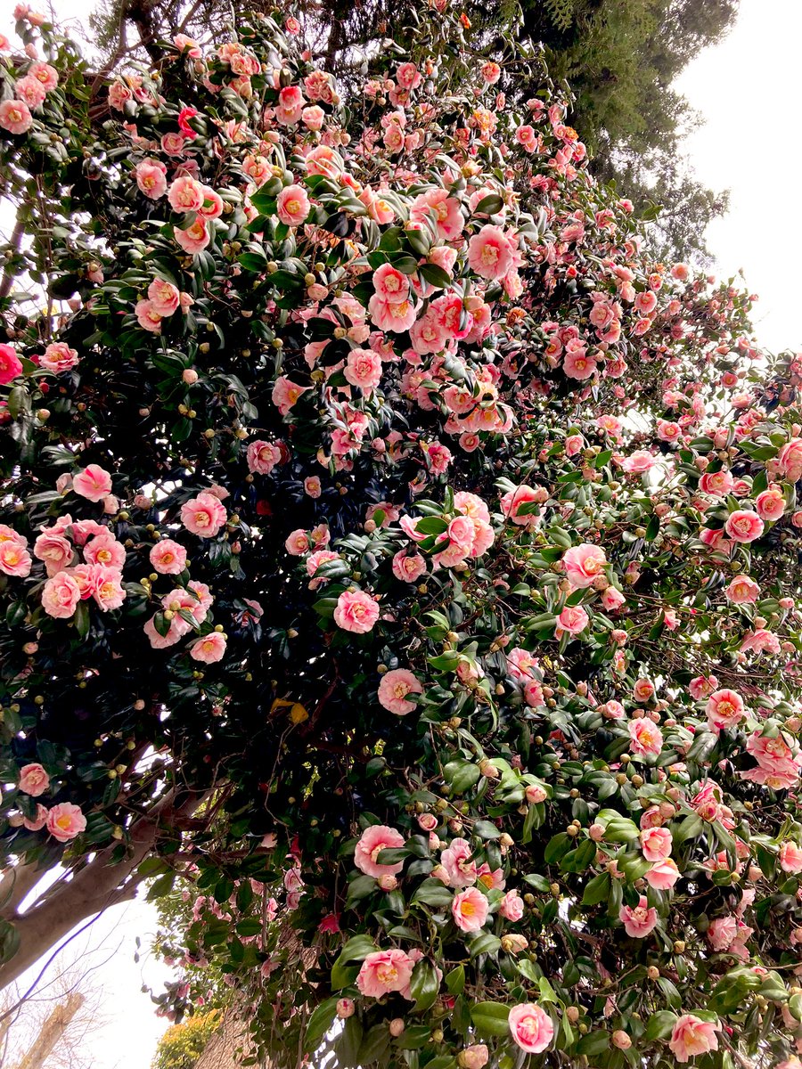 「葉が見えなくなるくらいの花という花、つぼみというつぼみ綺麗というより生命の爆発狂」|人柄絵師・本間 ちゑのイラスト