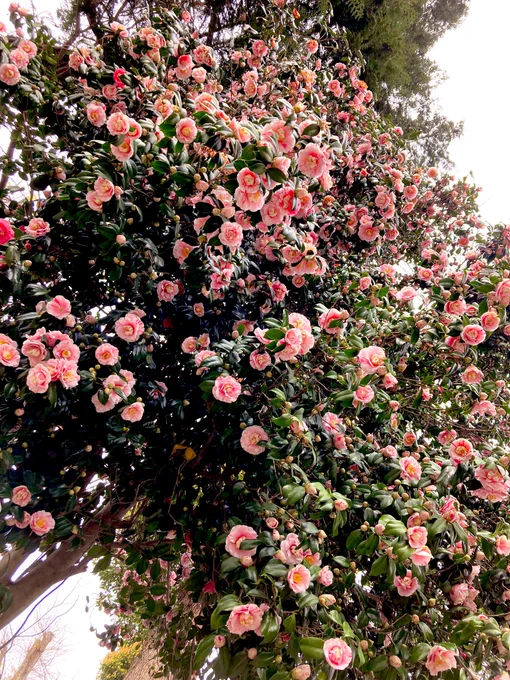 葉が見えなくなるくらいの花という花、つぼみというつぼみ綺麗というより生命の爆発狂気すら感じる「来年分に取っとこ」なんて気配は微塵もなく一切の出し惜しみなし、手加減無用「今」しかない。だから魅せられる私も手加減などしないから笑 