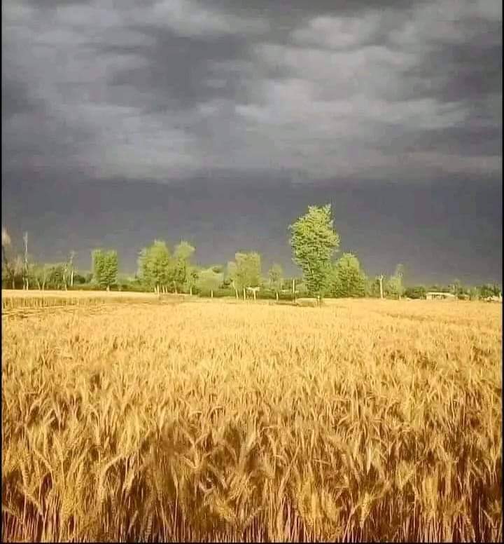Dramit9557's tweet photo. इन बादलों से कह दो कि रोक लें अपने आँसू अभी बहने से, पूरे साल कि मेहनत पर पानी फिरा तो किसान मर जाएगा। https://t.co/PSkSq4QzLp